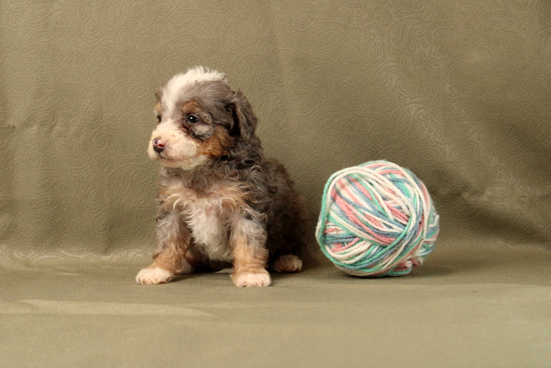 puppy, for, sale, Mini Bernedoodle F2, Matthew B. Stoltzfus, dog, breeder, Gap, PA, dog-breeder, puppy-for-sale, forsale, nearby, find, puppyfind, locator, puppylocator, aca